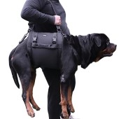 Kokoie Dog Carry Sling Emergency Lift Harness, Black XXL