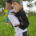 Woolala Dog Backpack Carrier Rucksack, Head-Out Front Pet Travel Bag, Waterproof Lining, XL-, Black