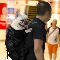 Woolala Light Weight Pet Carrier Backpack for Small and Medium Dogs, Upgraded Black, M